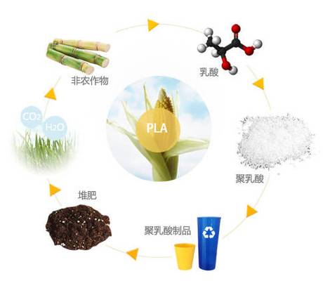 聚乳酸（PLA） 从生物基认证到可持续未来的绿色材料革命